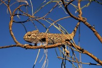 /album/camale%c3%a3o%20-%20ex%20libris%20da%20mata%20de%20vrsa%20e%20monte%20gordo/dsc-6296-copy-jpg/